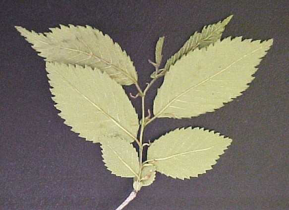 Siberian Elm foliage