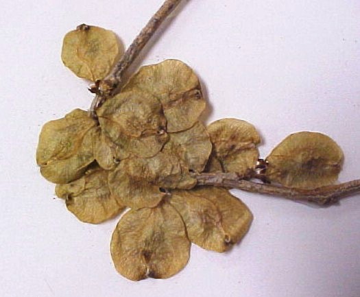Siberian Elm fruit