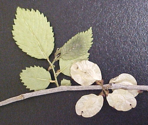 Siberian Elm seeds