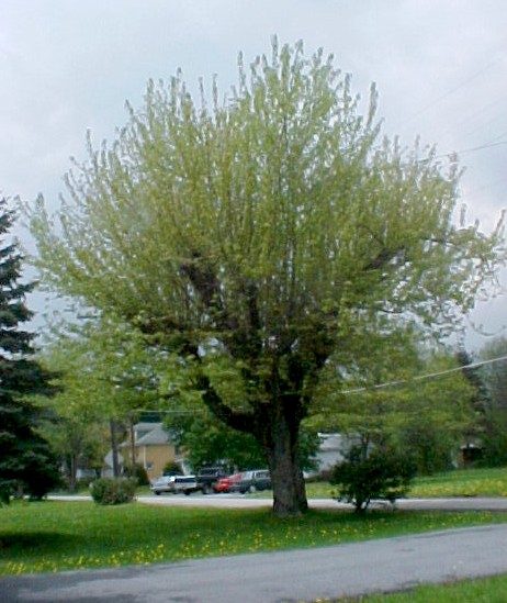 01_Silver Maple tree