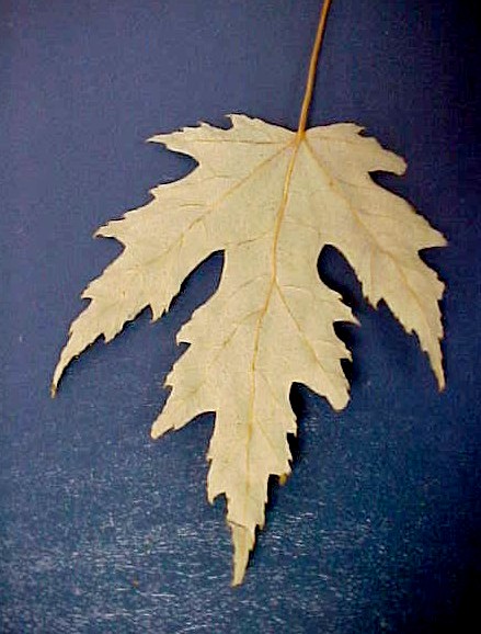 Silver Maple leaf