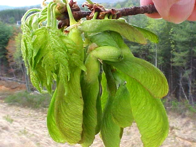 Silver Maple seeds