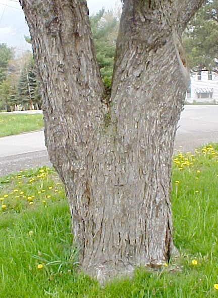 Silver Maple trunk