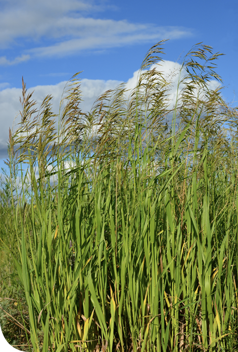 Smooth Brome Allergy Info