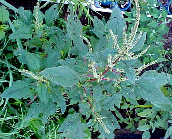 01_Spiny Pigweed mature plant