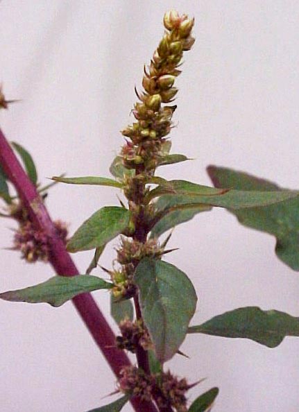 Spiny Pigweed  flowering branch