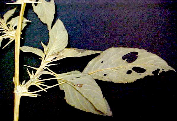 Spiny Pigweed spines