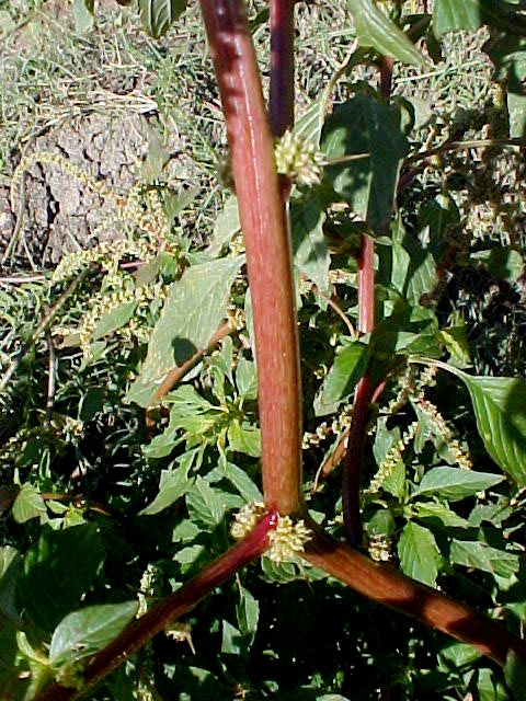 Spiny Pigweed trunk