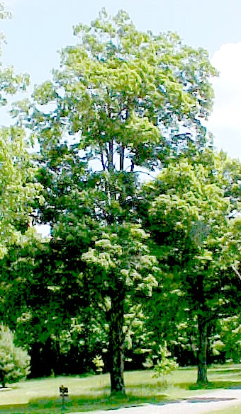 01_Sugar Maple tree