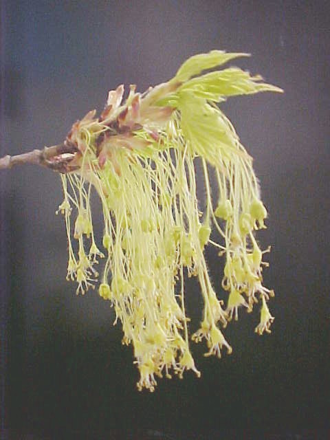 Sugar Maple flowers