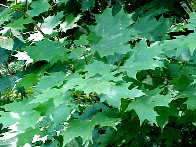 Sugar Maple foliage