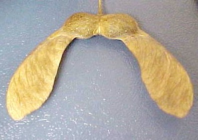 Sugar Maple seed