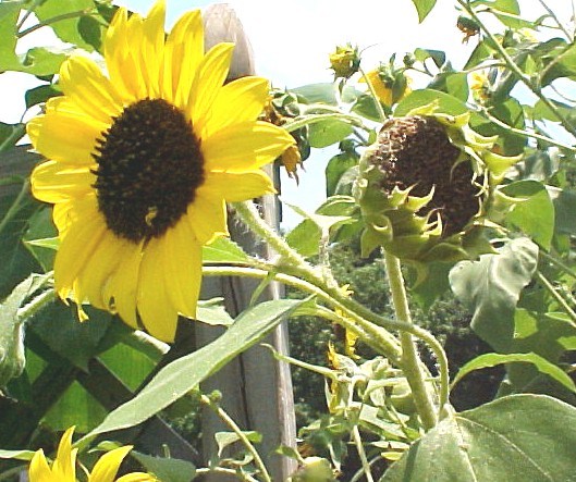 01_Sunflower flower head side view