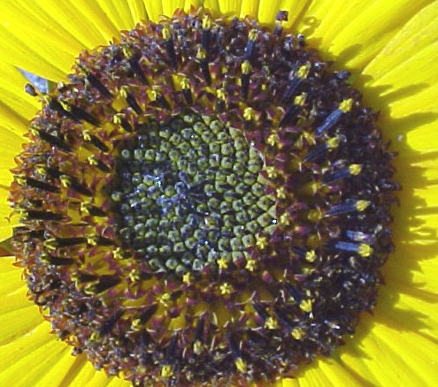 Sunflower florets