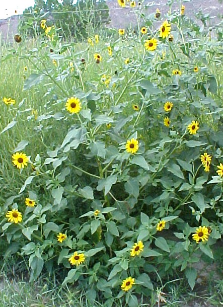 Sunflower flowering plant