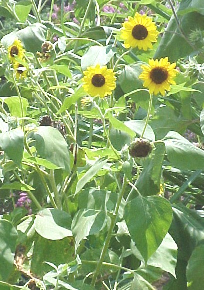Sunflower group of flowering plants