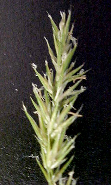 Sweet Vernal closeup