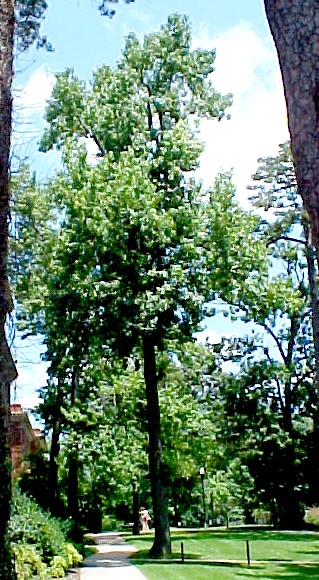 01_Sweet Gum tree