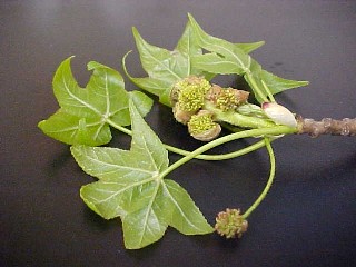 Sweet Gum flowers