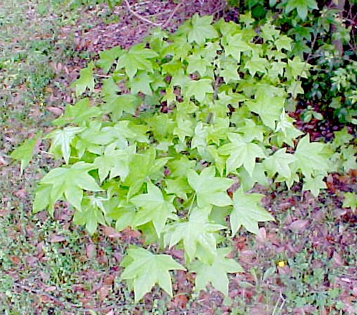 Sweet Gum foliage