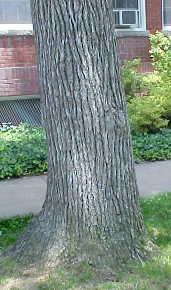 Sweet Gum trunk