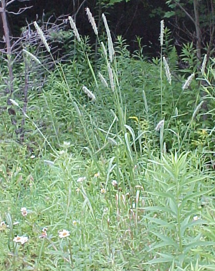 01_Timothy Grass mature plants