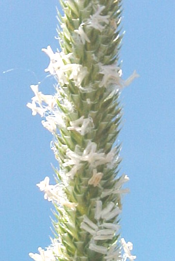 Timothy Grass closeup