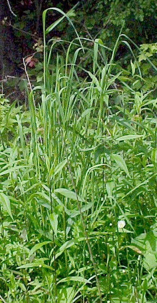Timothy Grass young plant