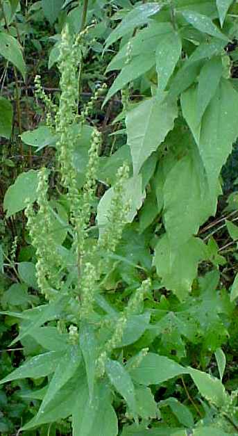 01_Rough Marsh Elder mature plant