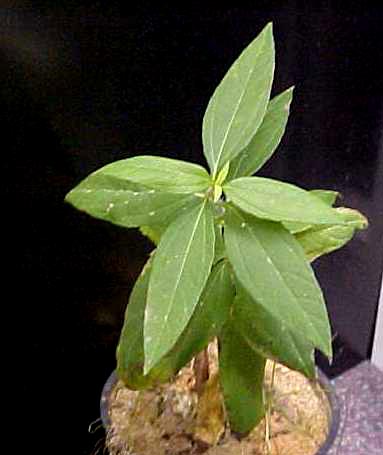 Rough Marsh Elder young plant