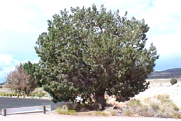 01_Utah Juniper large tree