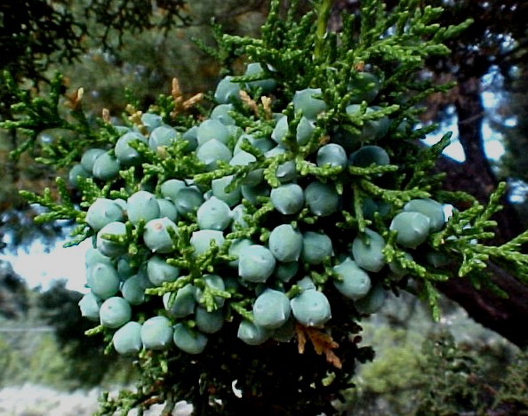 Utah Juniperfresh fruit