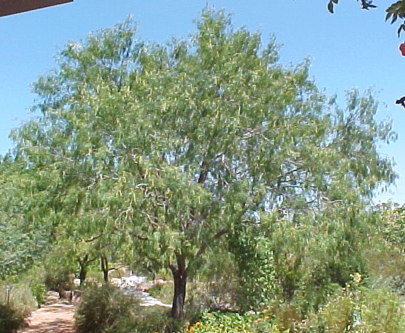 01_Mesquite tree