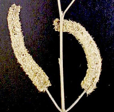 Mesquite flowers