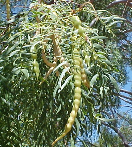 Mesquite foliage and fruit