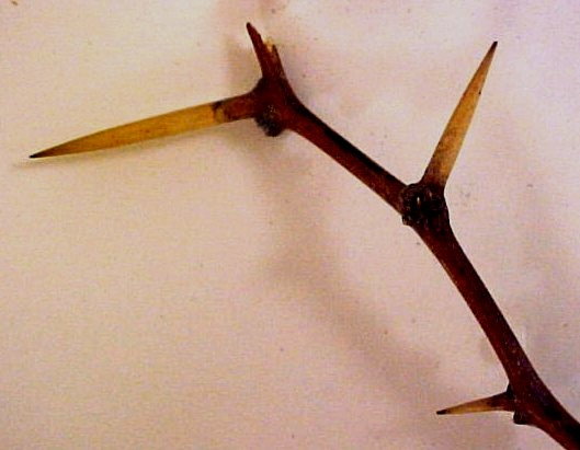 Mesquite spines