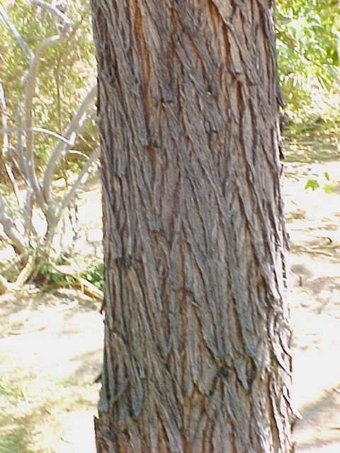Mesquite trunk