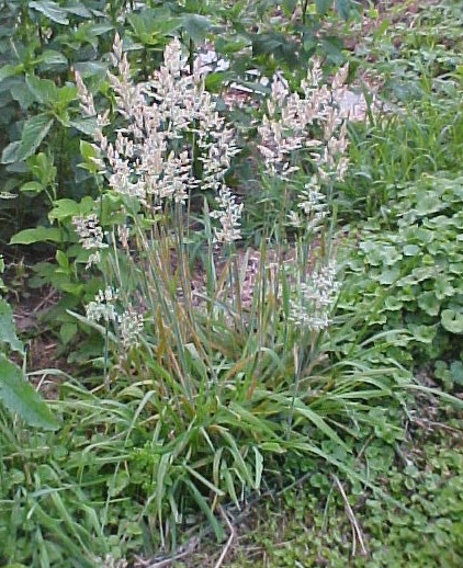 01_Velvetgrass plants