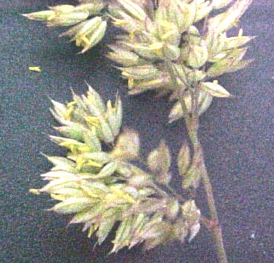 Velvetgrass closeup