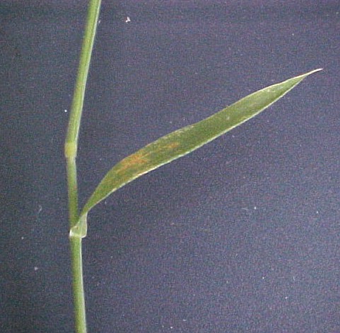 Velvetgrass leaf