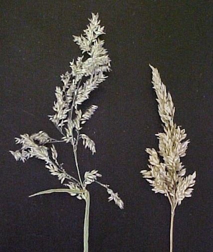 Velvetgrass panicles