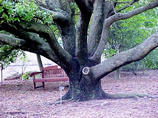 01_Virginia Live Oak tree