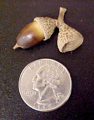 Virginia Live Oak acorn