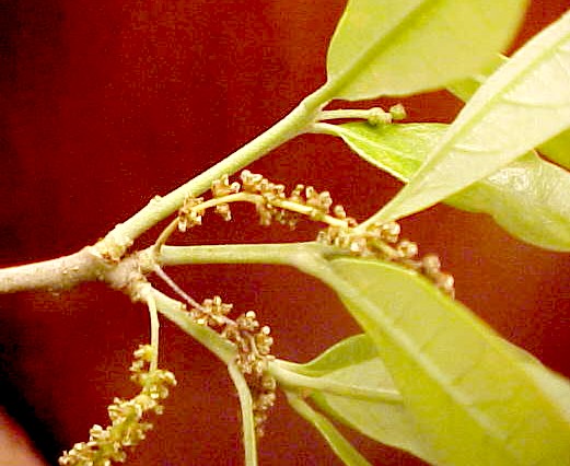 Virginia Live Oak flwrs