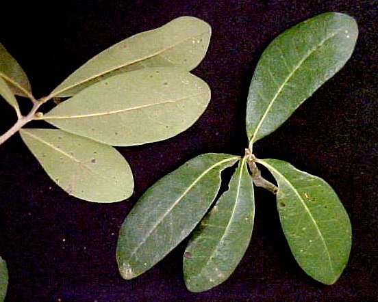 Virginia Live Oak mature leaves