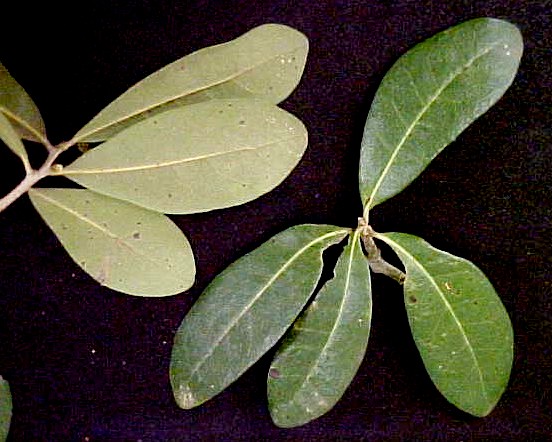Virginia Live Oak mature leaves