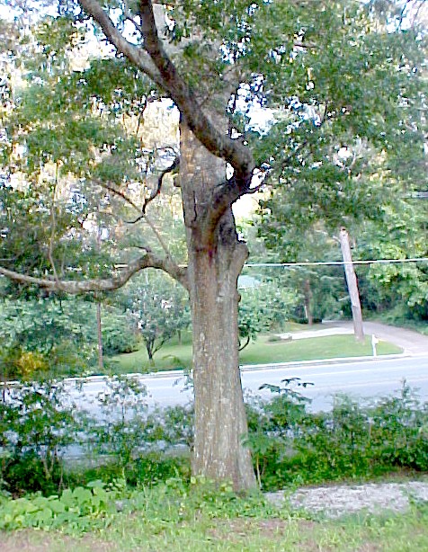 Water Oak Allergy Info Stallergenes Greer