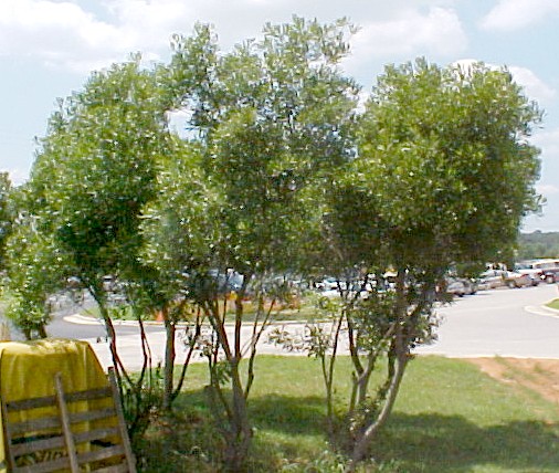 01_Bayberry trees