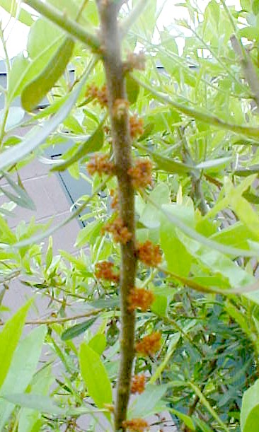 Bayberry flowers