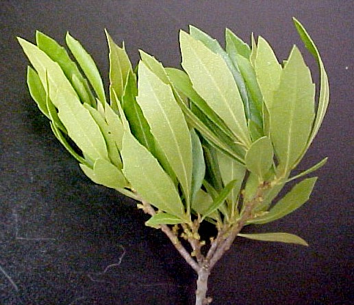 Bayberry foliage